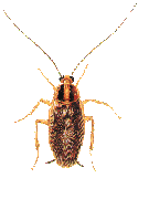 Roach